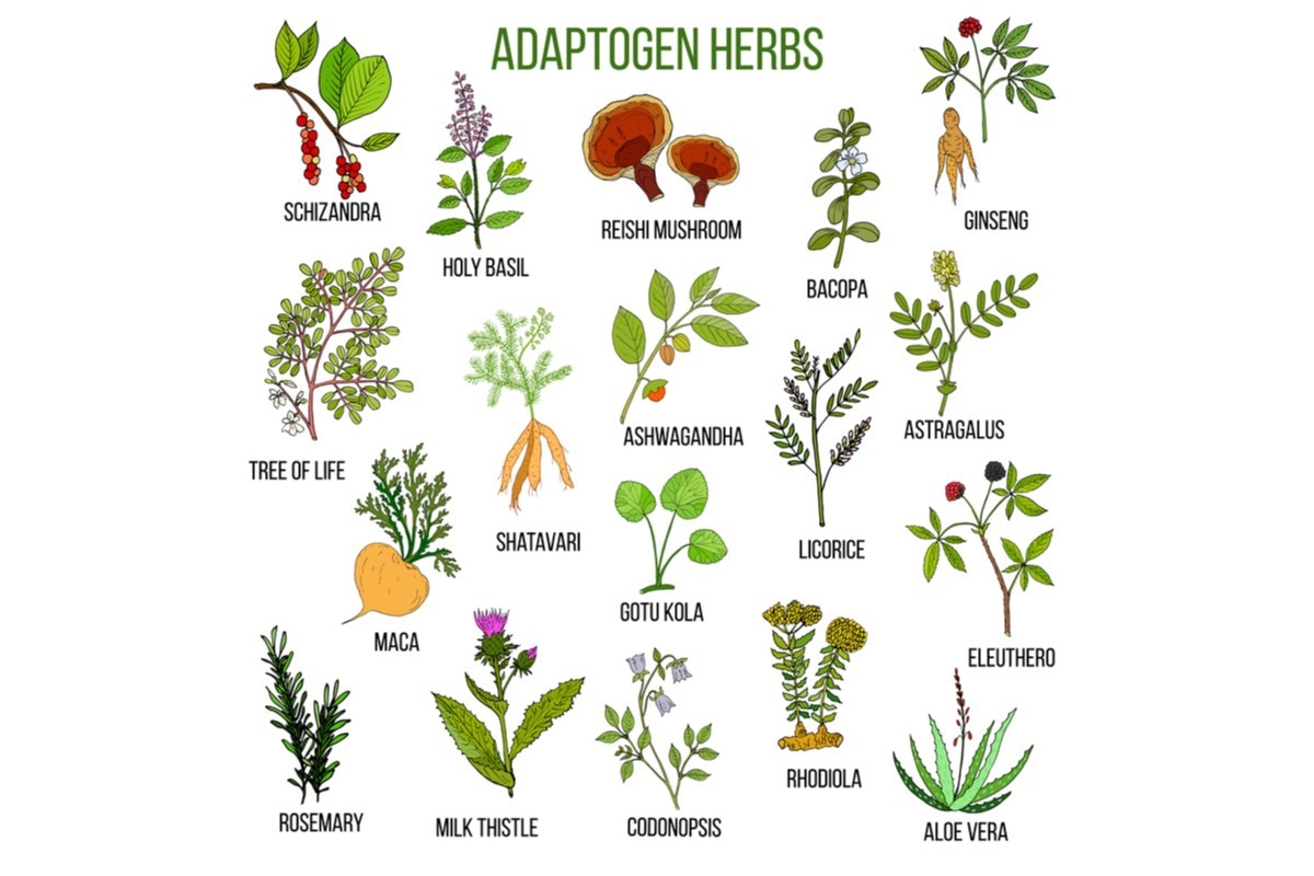 Adaptogen