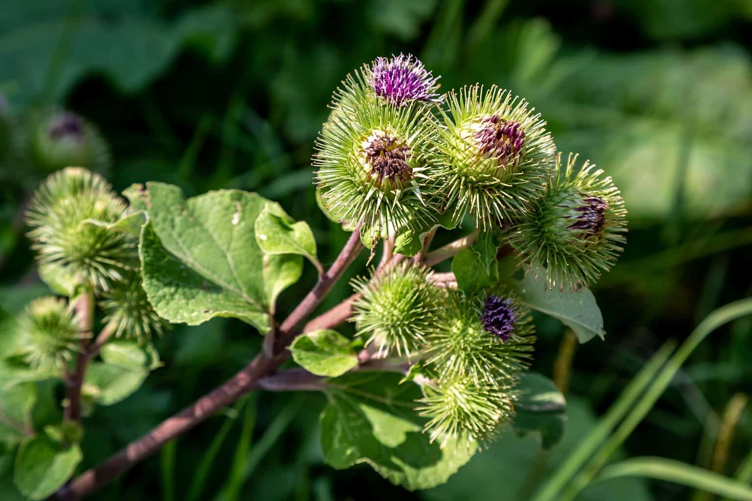 Burdock
