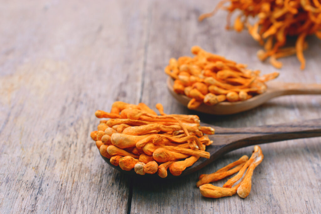 Cordyceps
