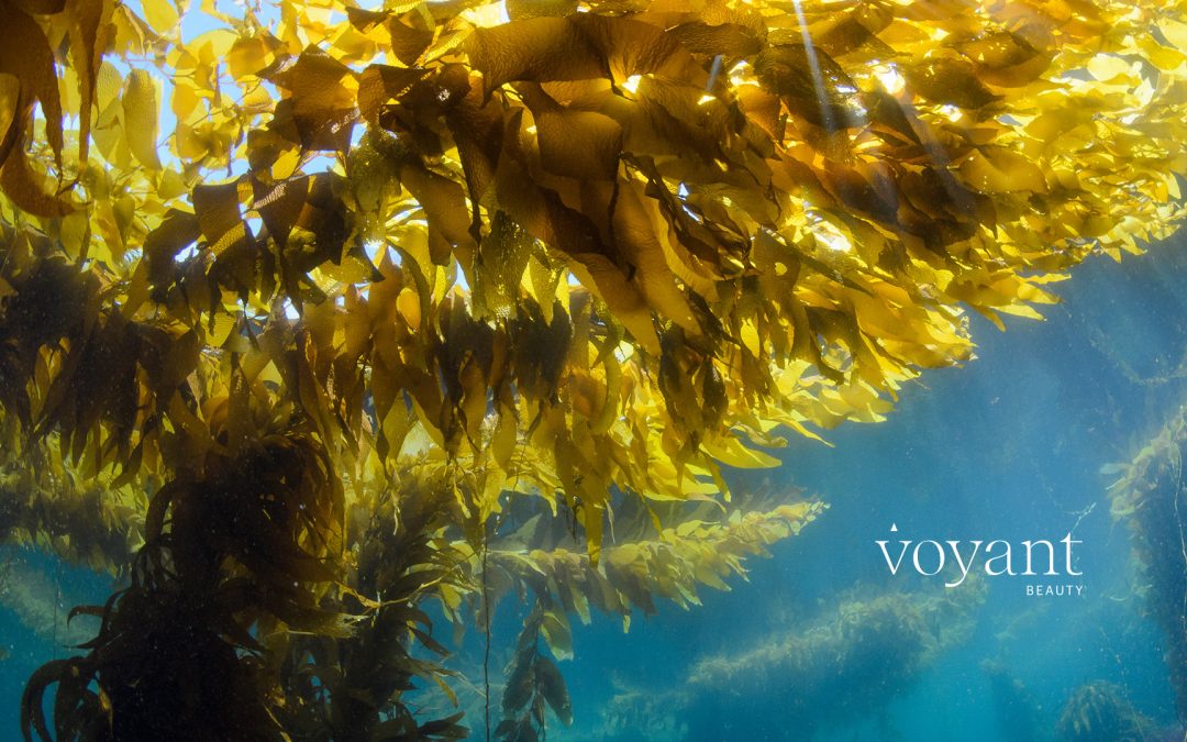 Kelp