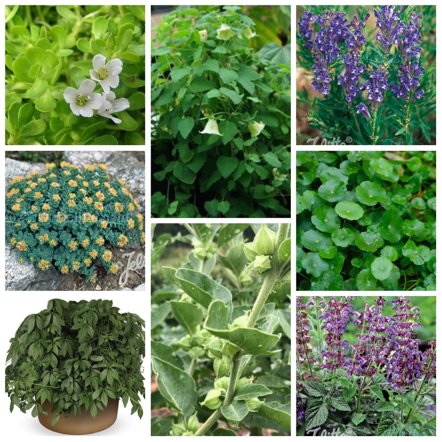 Medicinal Herb
