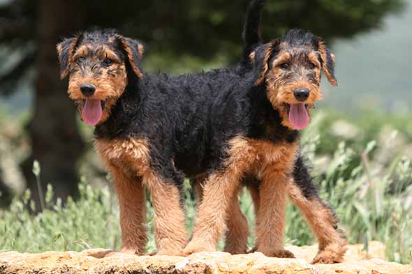 Famous Dogs