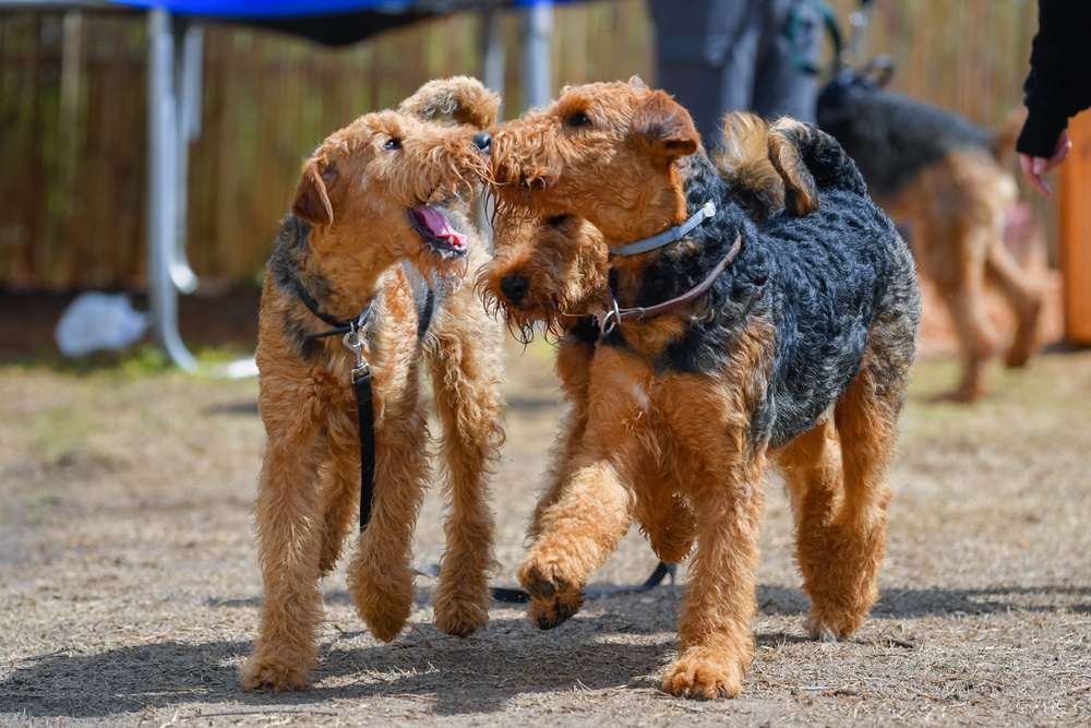 Loyal Companions