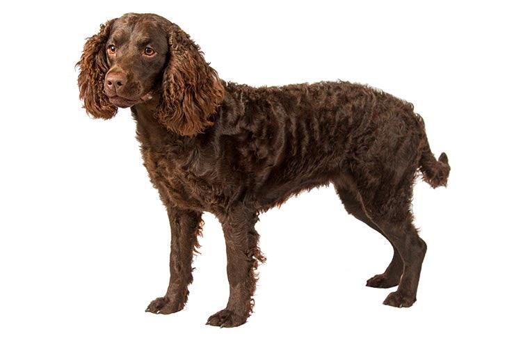 American Water Spaniel