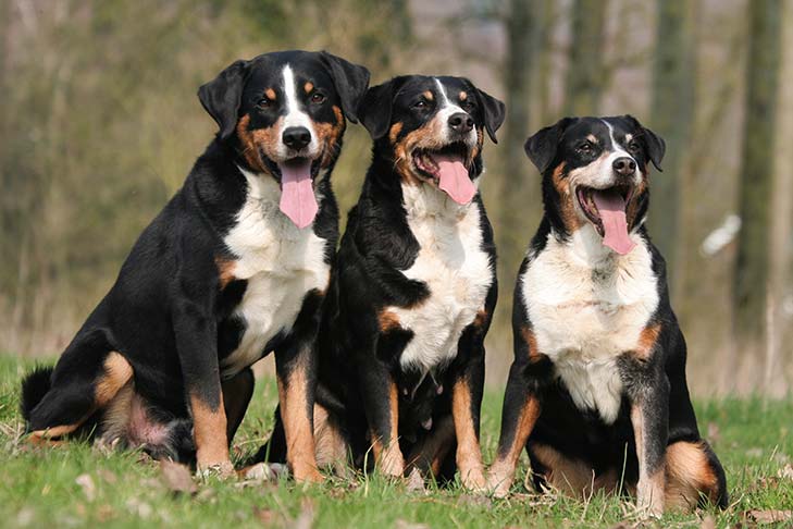 Appenzell Cattle Dog