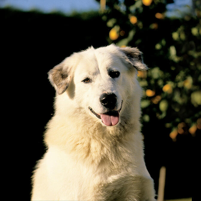 Atlas Mountain Dog Aidi