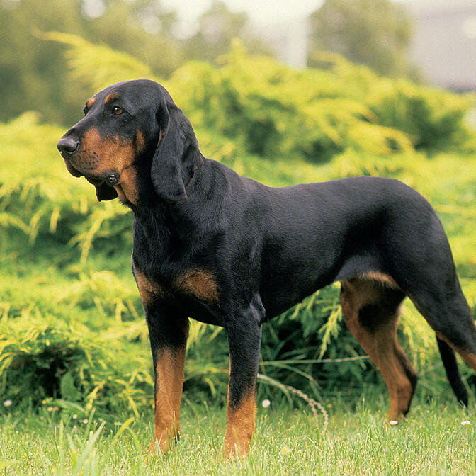 Austrian Black And Tan Hound