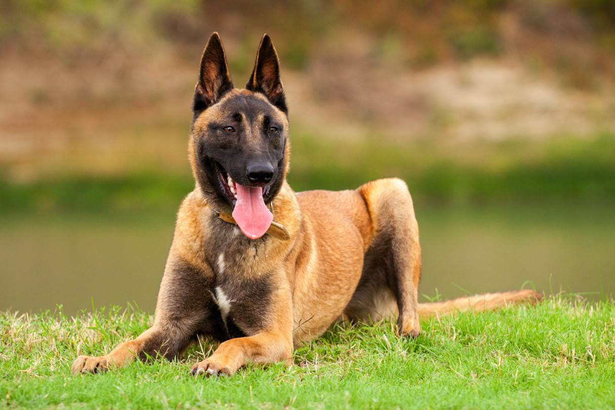 Belgian Shepherd Dog