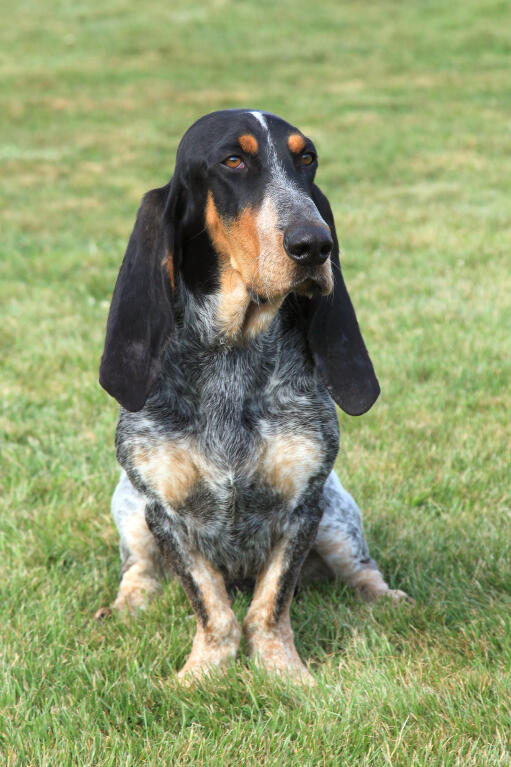 Blue Gascony Basset