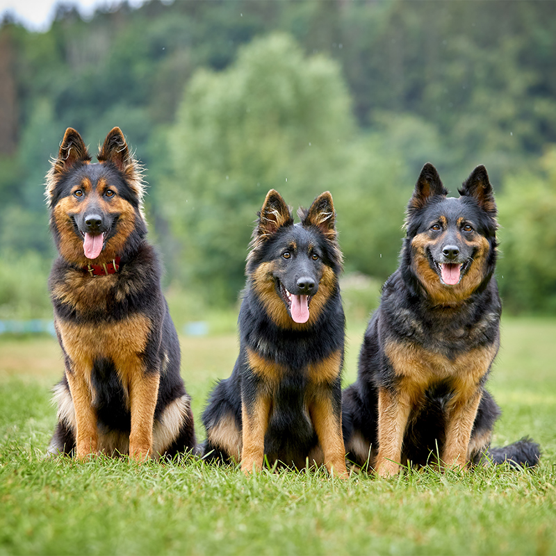 Bohemian Shepherd Dog