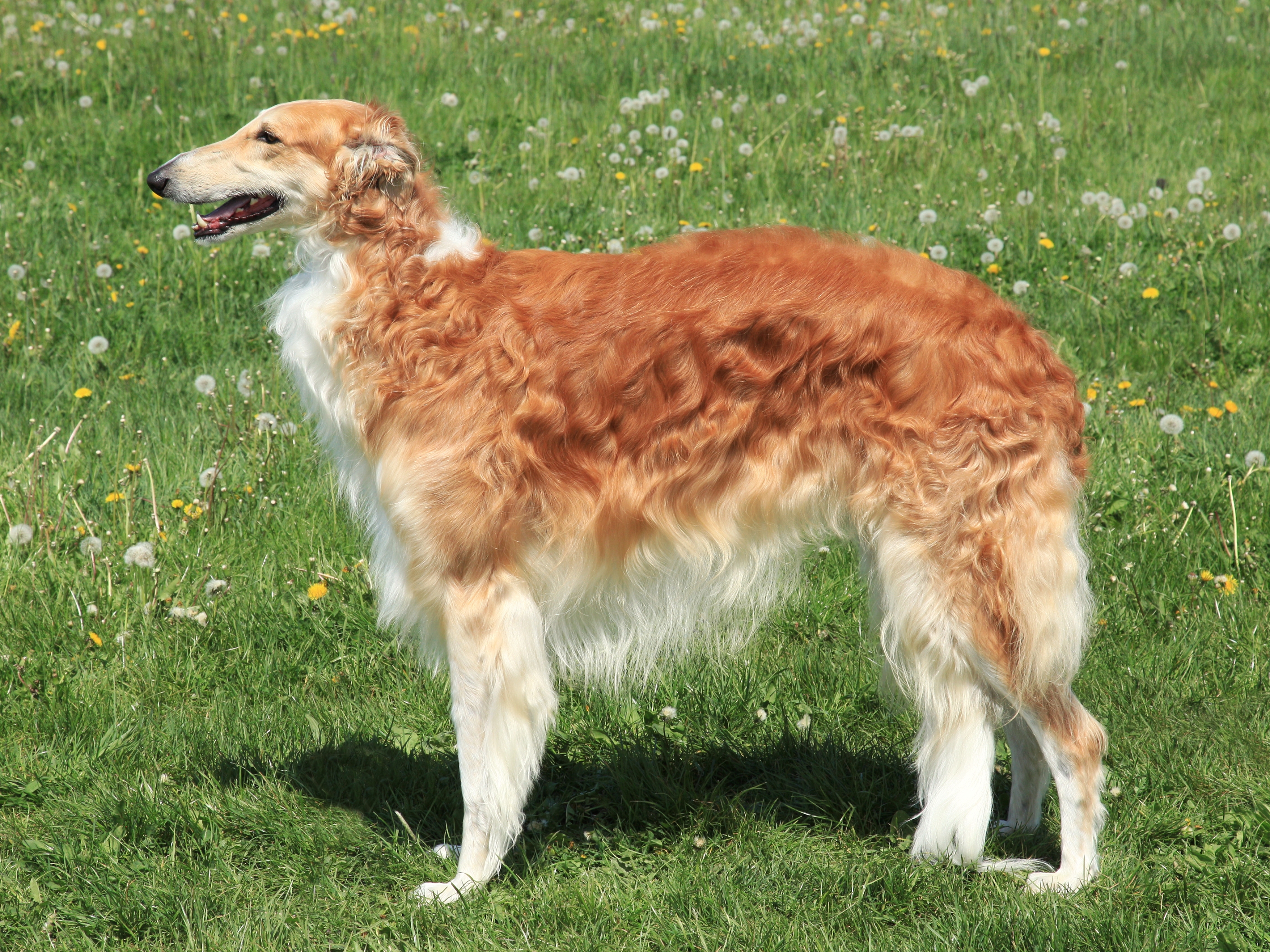 Borzoi Russian Hunting Sighthound