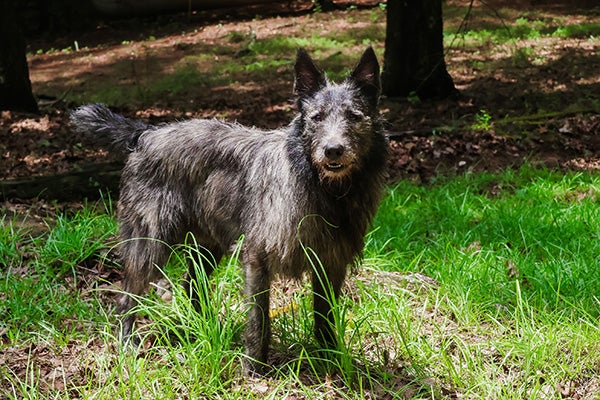 Bouvier Des Ardennes