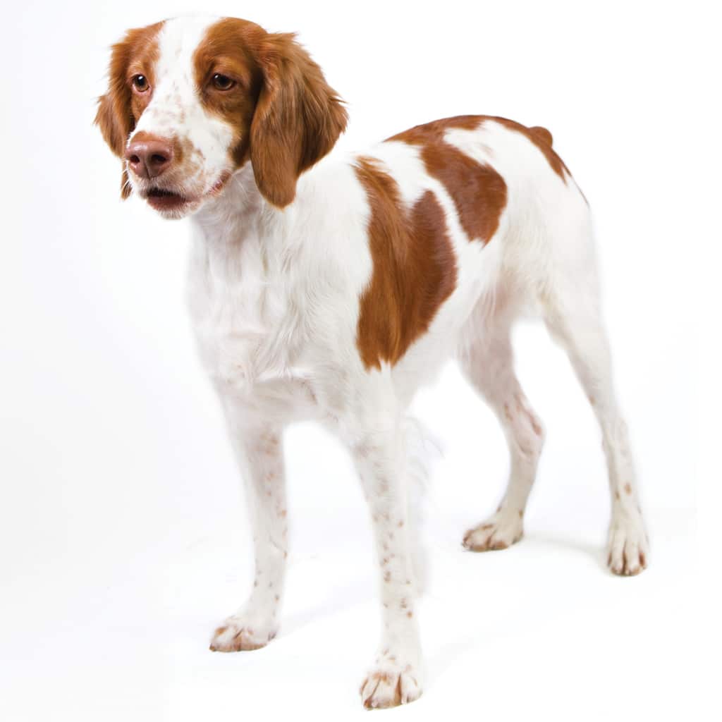 Brittany Spaniel