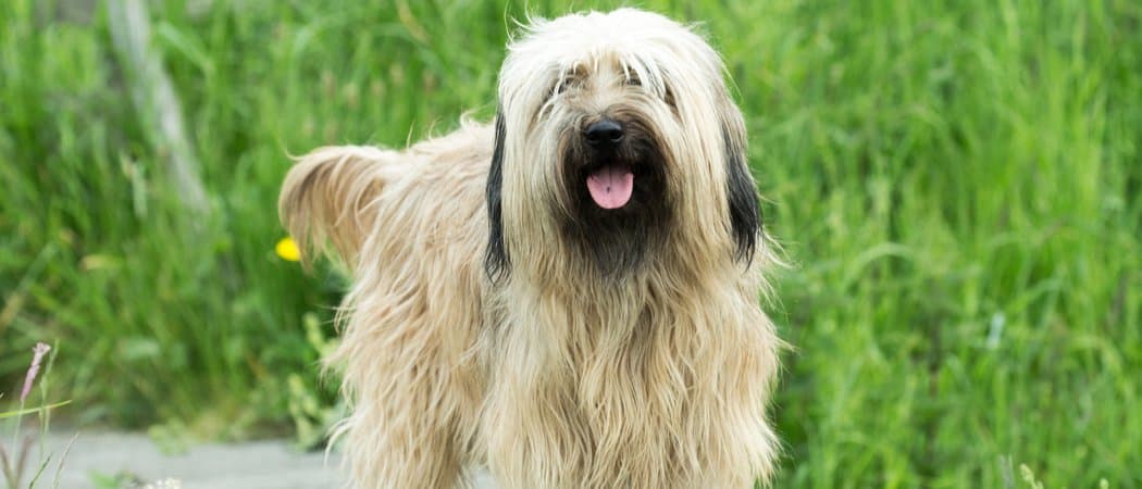 Catalan Sheepdog