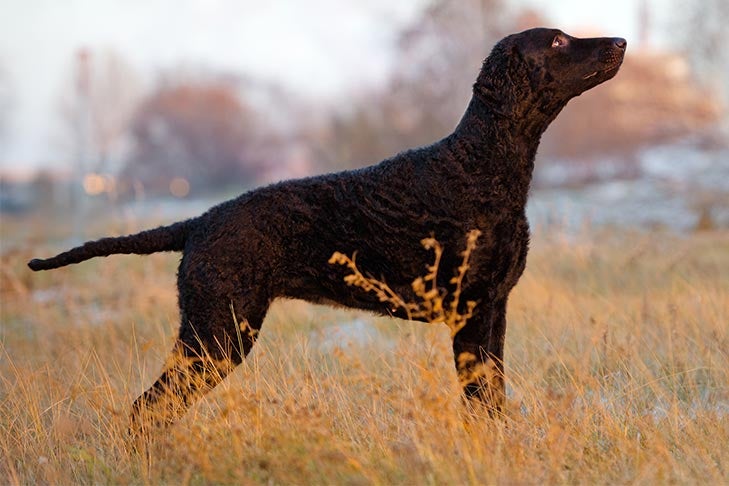 Curly Coated Retriever