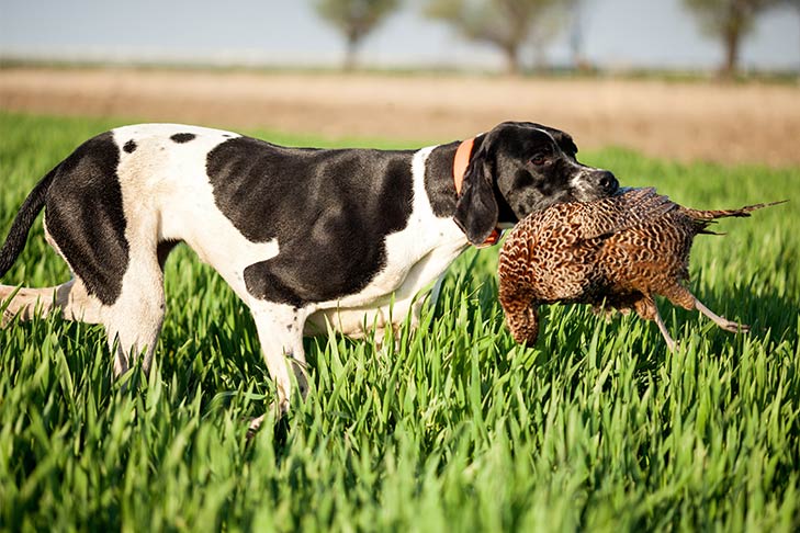 English Pointer