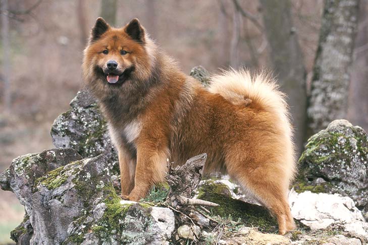 Eurasian