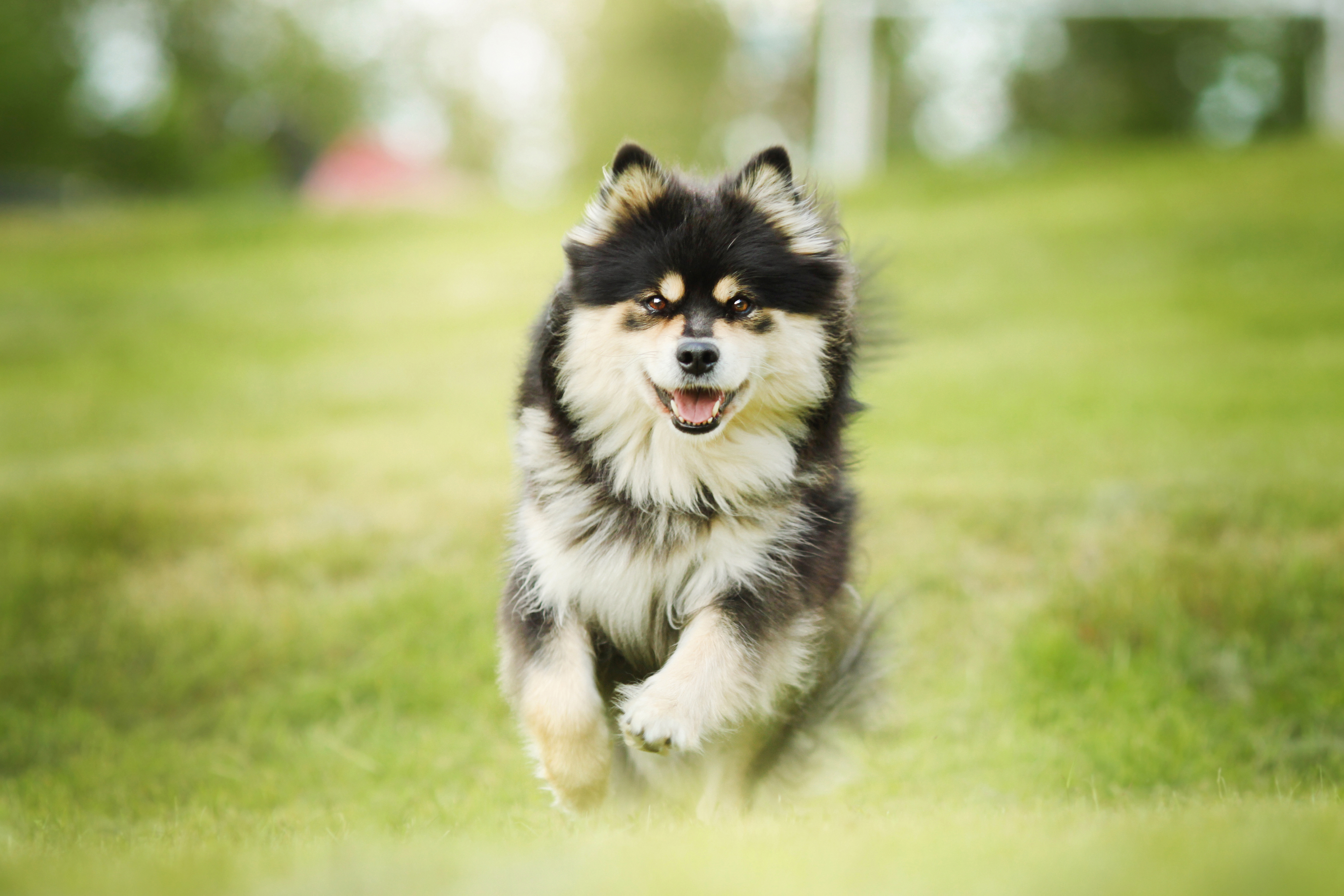 Finnish Lapponian Dog