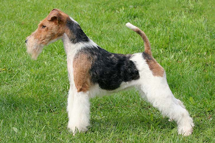 Fox Terrier Wire