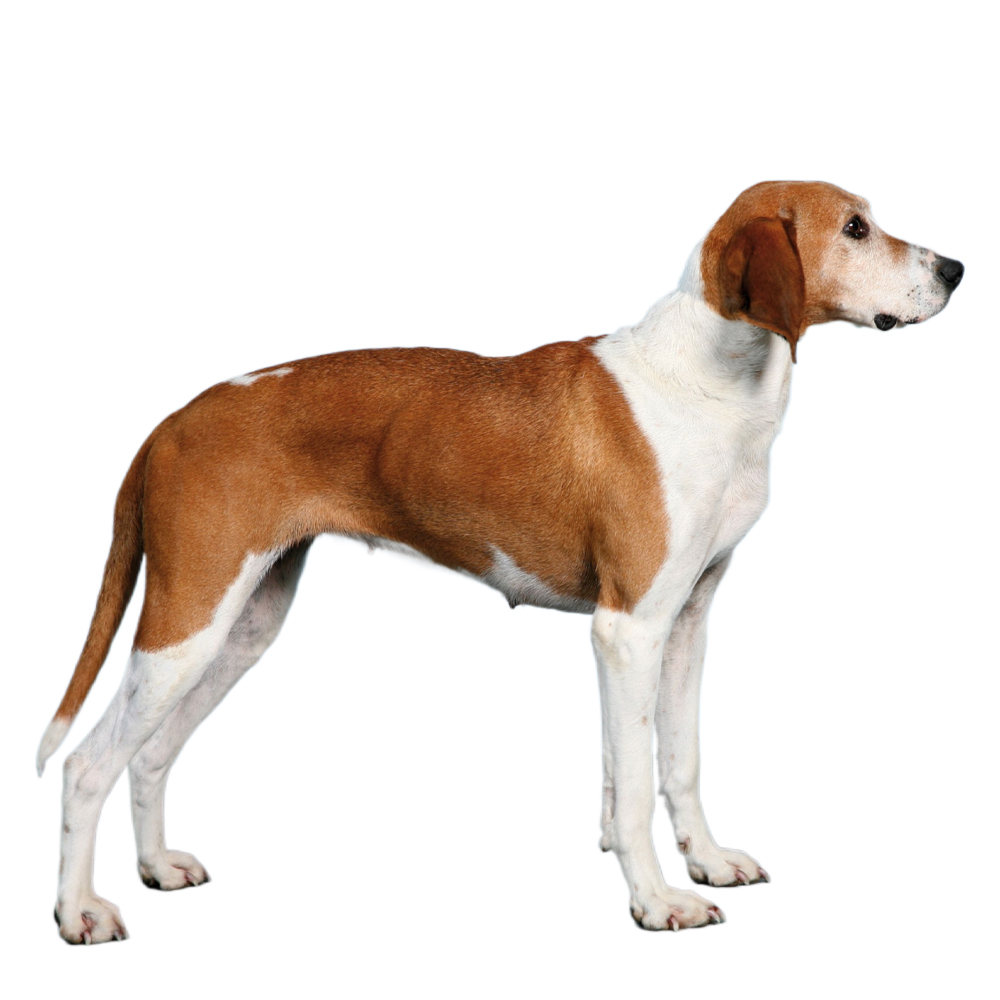 French White And Orange Hound
