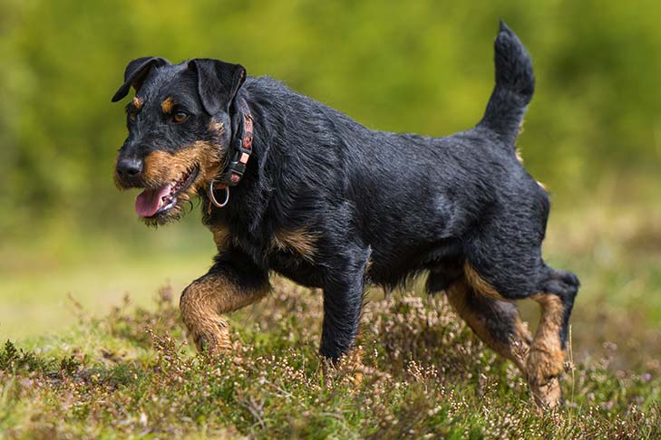 German Hunting Terrier