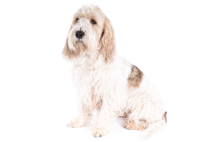 Grand Basset Griffon Vendeen
