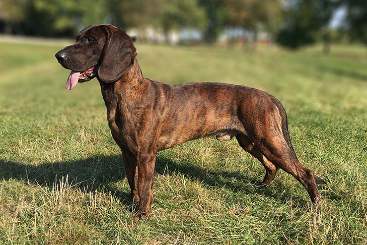 Hanoverian Scent Hound