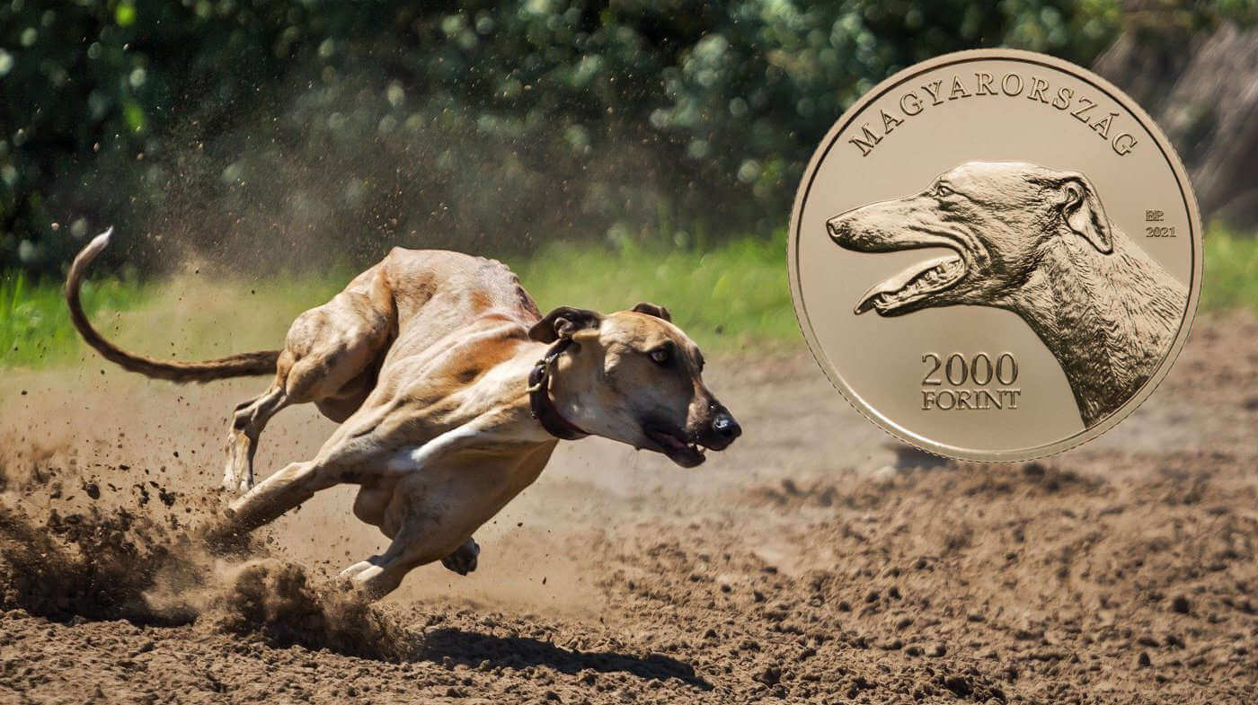 Hungarian Greyhound