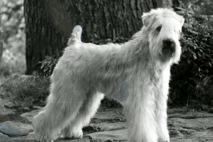 Irish Soft Coated Wheaten Terrier