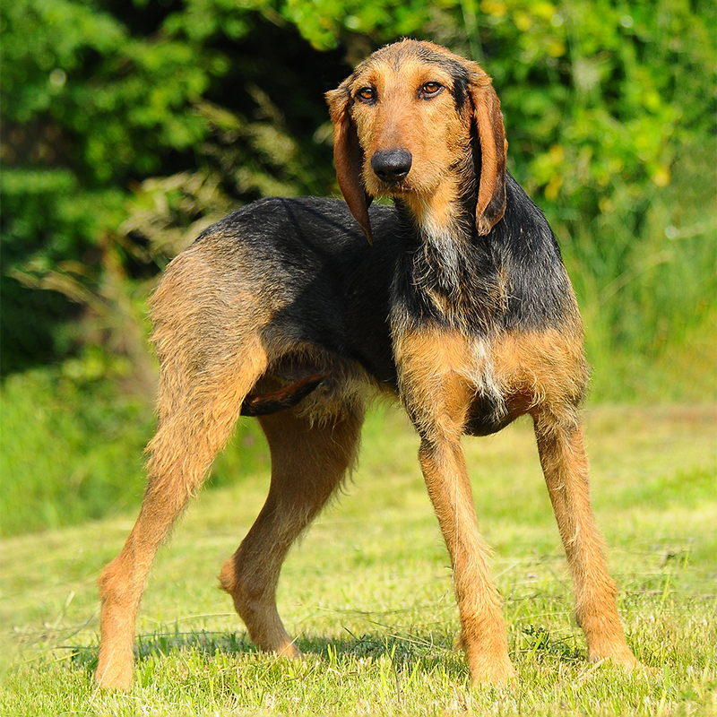 Italian Rough Haired Segugio