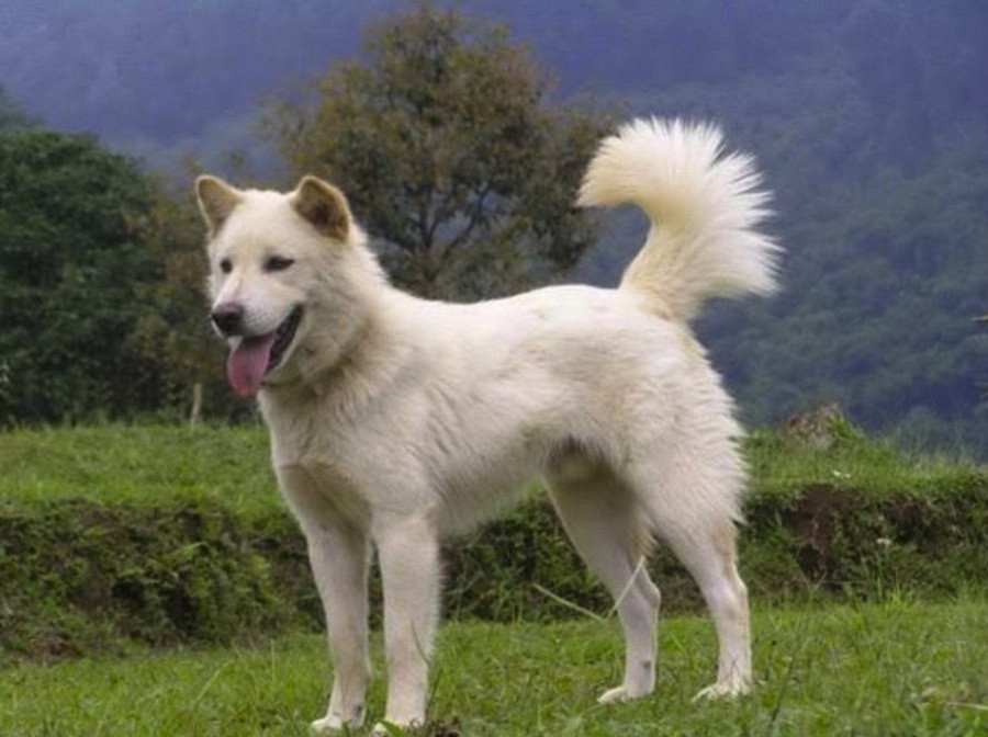 Kintamani Bali Dog