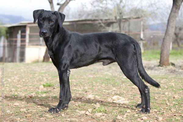 Majorca Shepherd Dog