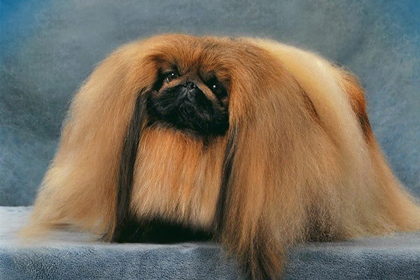 Pekingese