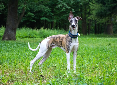Polish Greyhound
