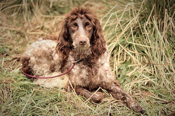 Pont Audemer Spaniel