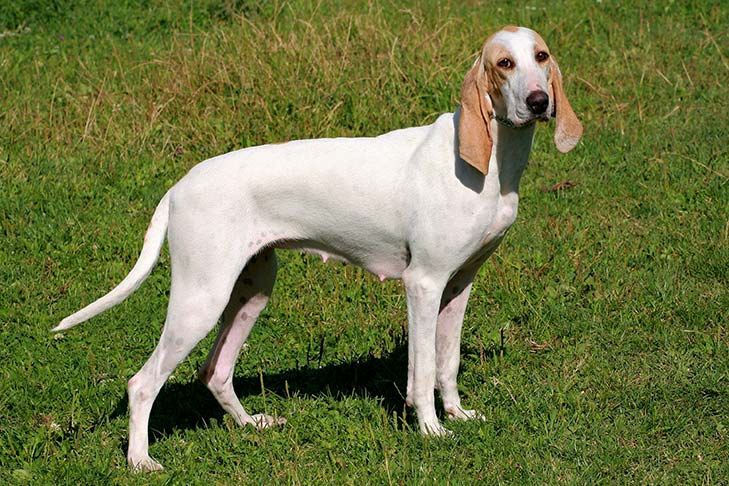 Porcelaine