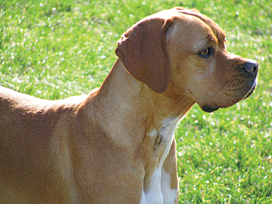 Portuguese Pointing Dog