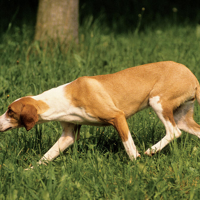 Posavatz Hound