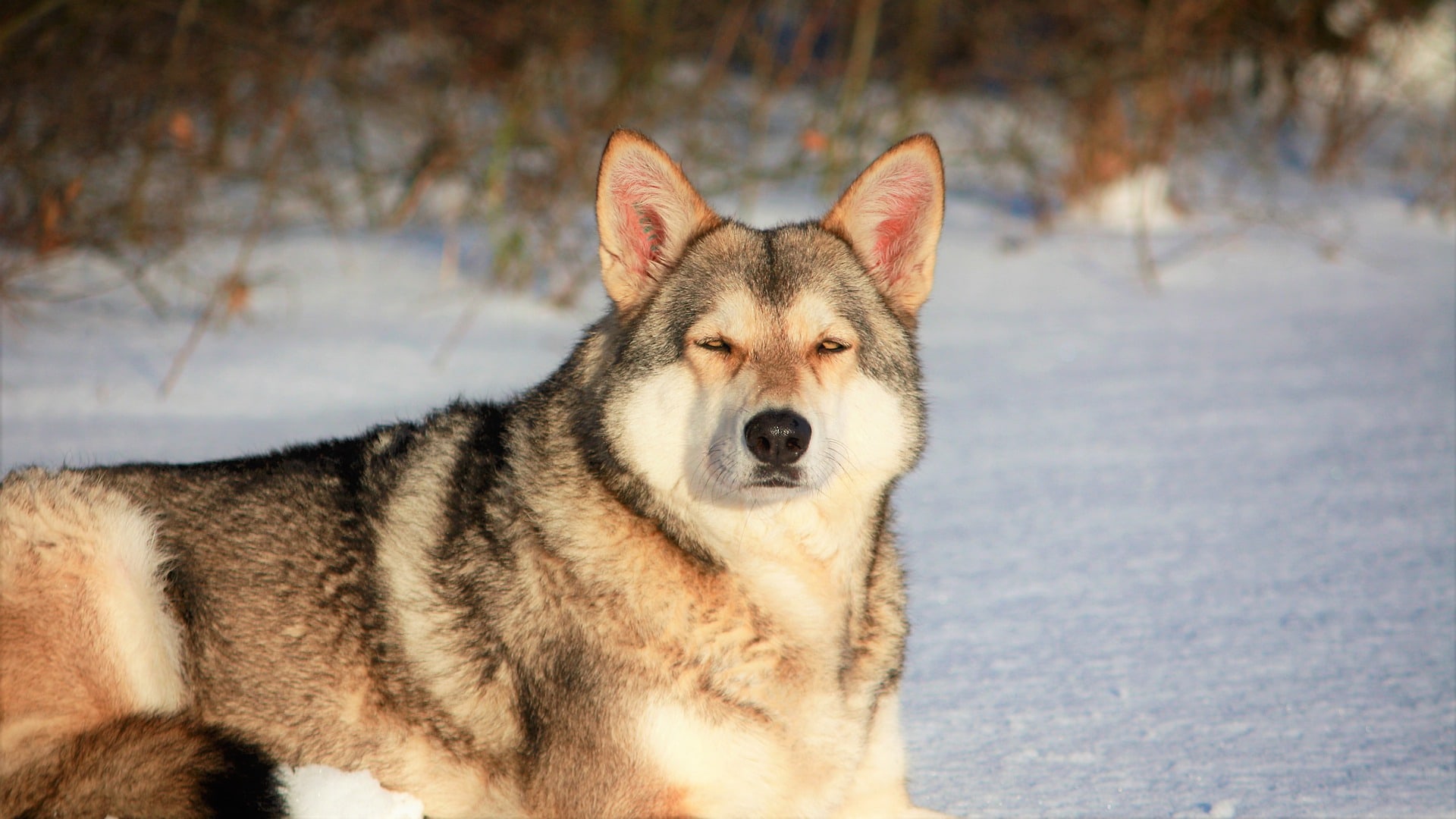 Saarloos Wolfhond
