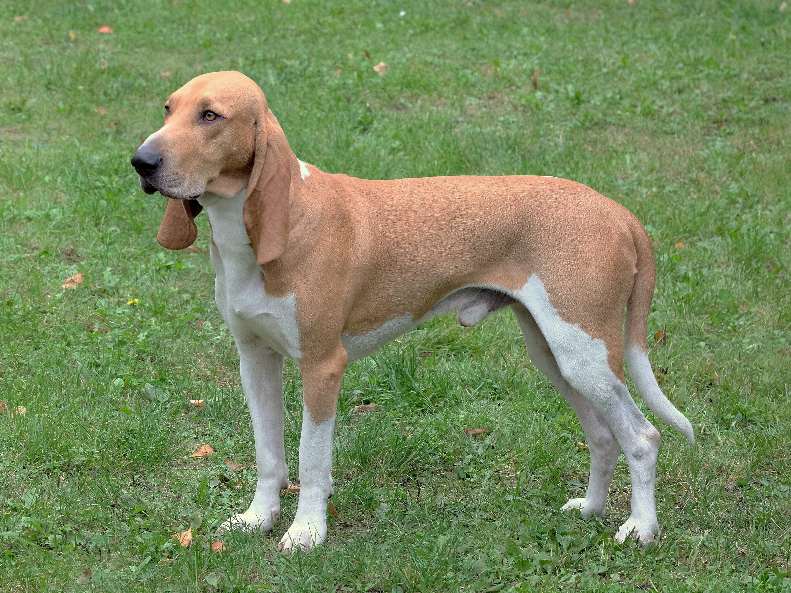 Small Swiss Hound