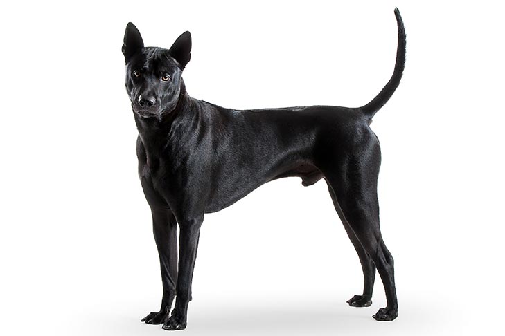 Thai Ridgeback Dog