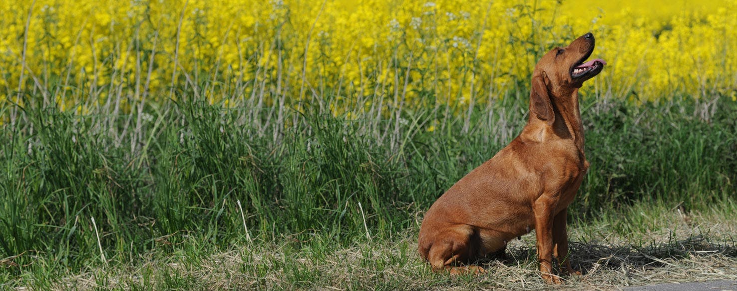 Tyrolean Hound