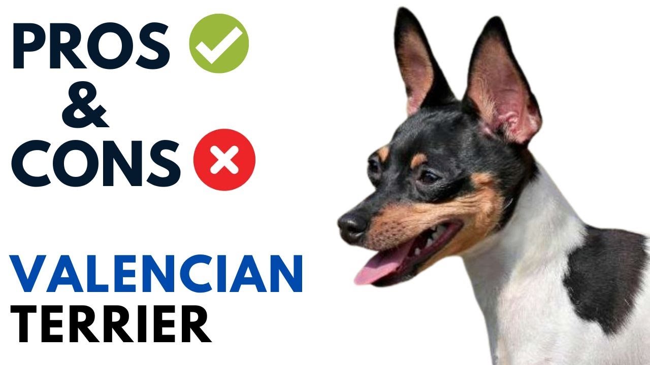 Valencian Terrier