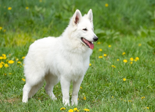 White Swiss Shepherd Dog