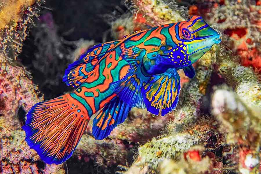 Colorful Fish