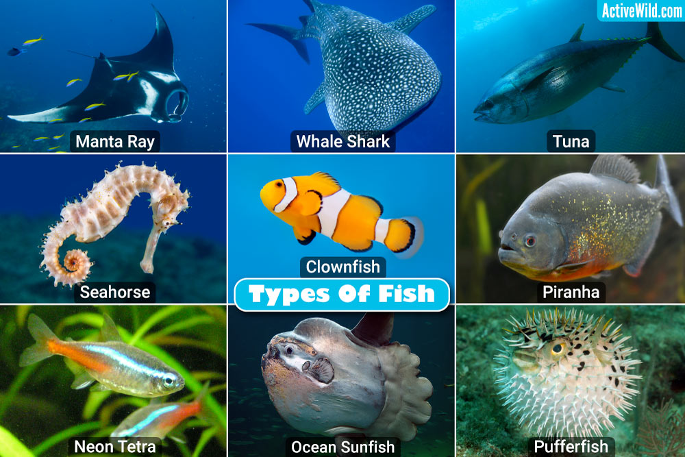 Fish Species