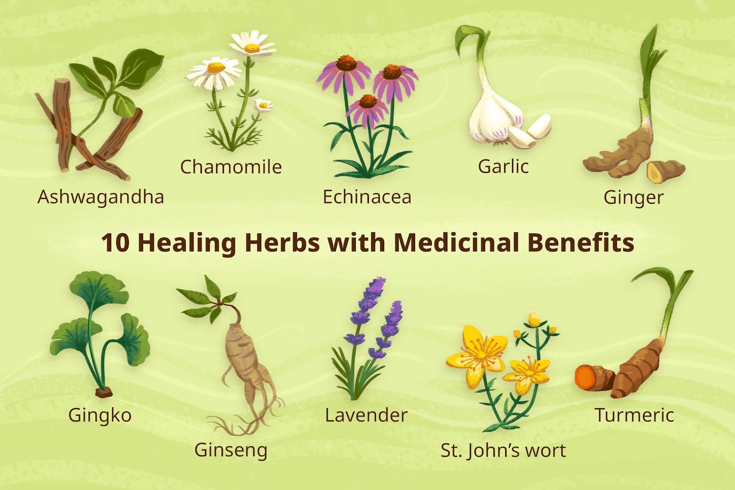 Medicinal Plants