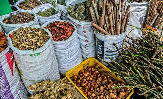 Traditional Medicine