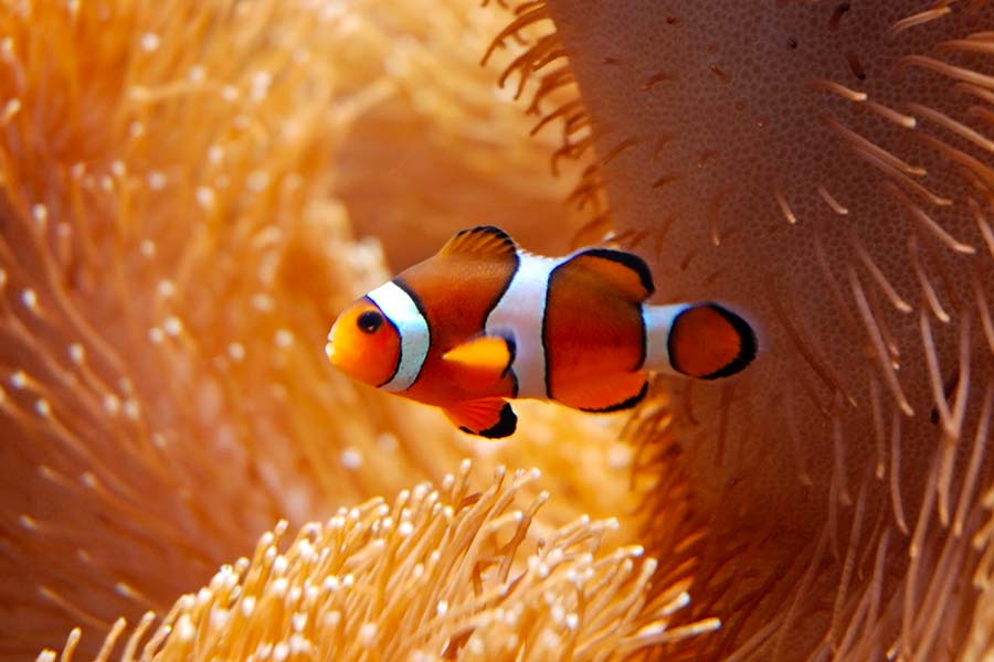 Fish Found In Coral Reefs