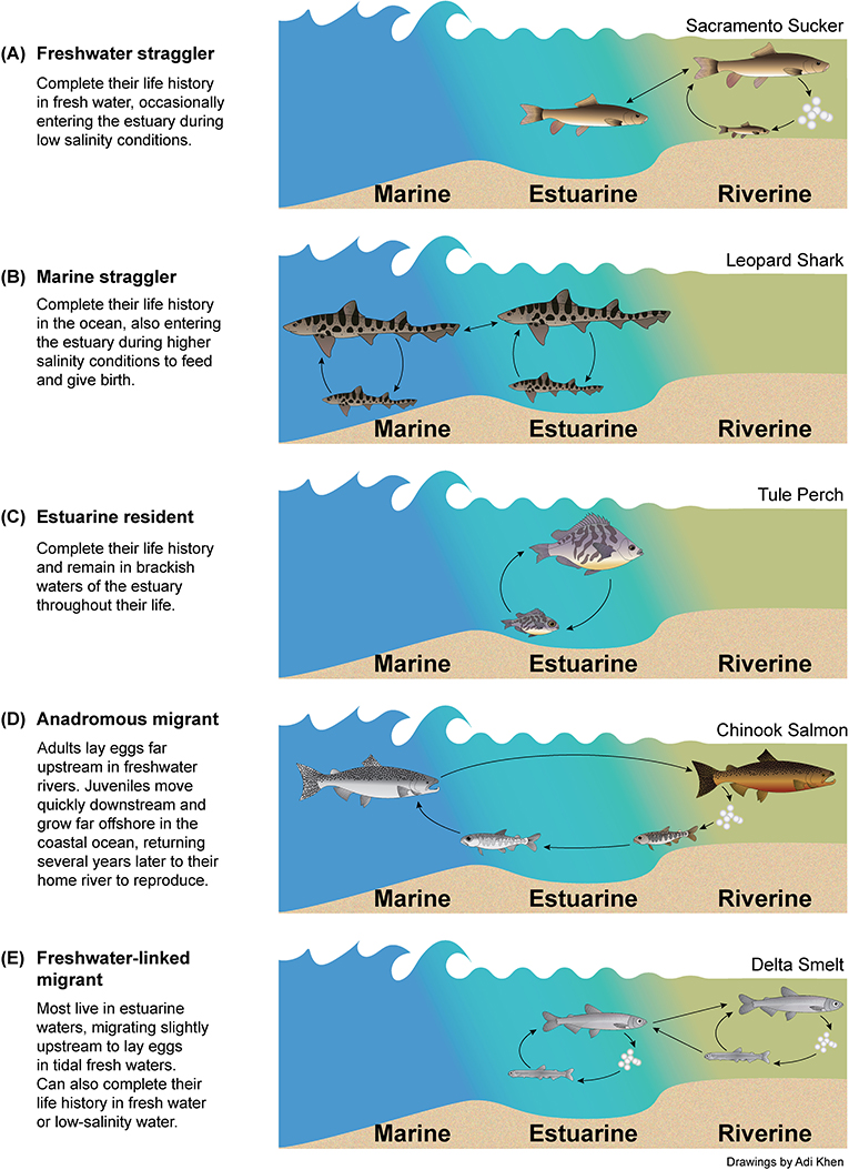 Fish Found In Estuaries